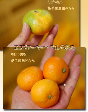 極早生温州みかん(青きりみかん)